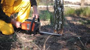 Best Tree Health Inspection  in Punta Rassa, FL